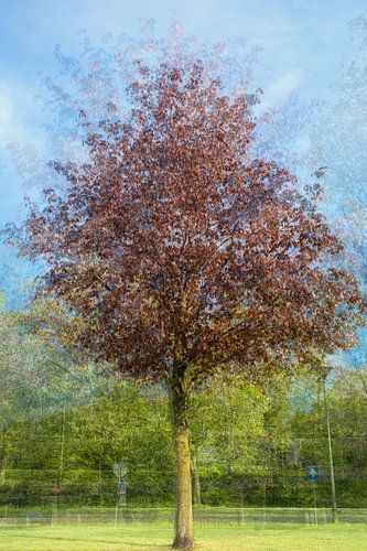 RondOm jonge rode esdoorn. Bijvoorbeeld op acryl, metal of aluminium van Josine Claasen