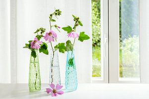 Drei Vasen mit rosa Malvenblüten (Malva) am Fenster vor einem weißen Vorhang, Kopierraum, ausgewählt von Maren Winter