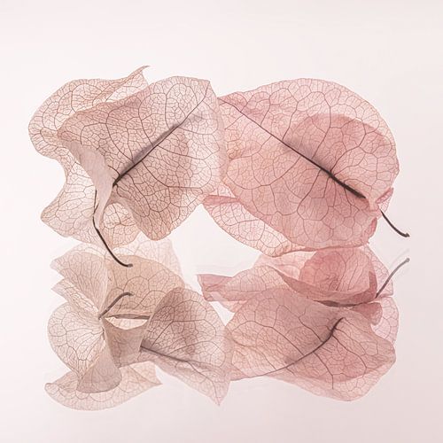 Square: Still life fragile and impermanent: Our last time together by Marjolijn van den Berg