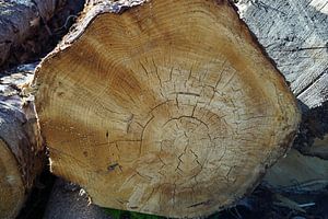 gefällte Baumstämme entlang des Weges in Schottland