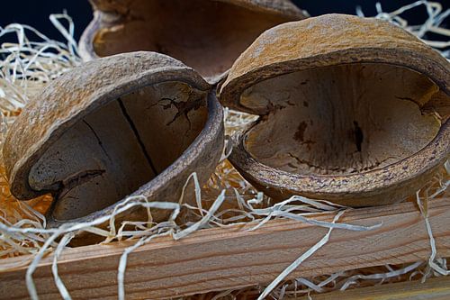 Boeddha noten naturel in een doosje met houtwol