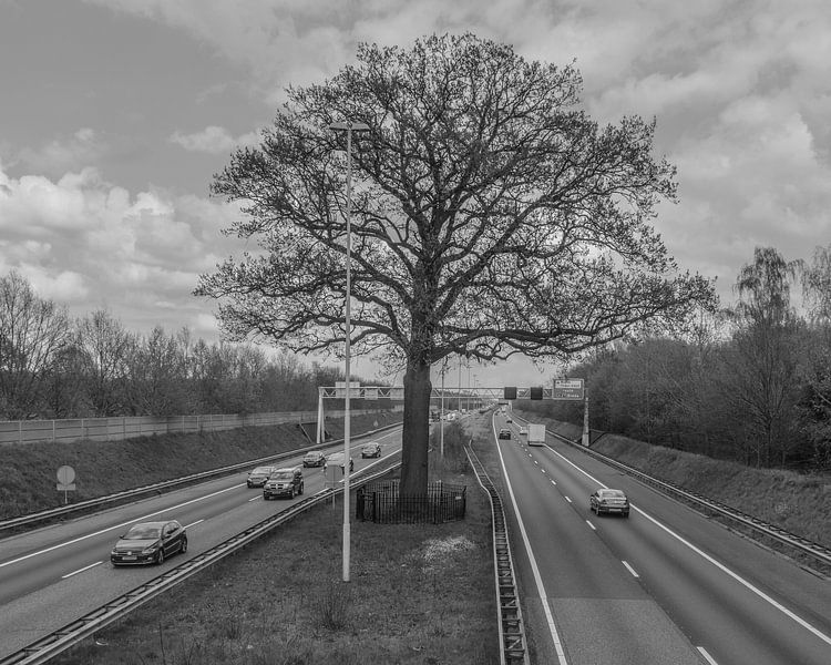 Anneville Oak by Freddie de Roeck