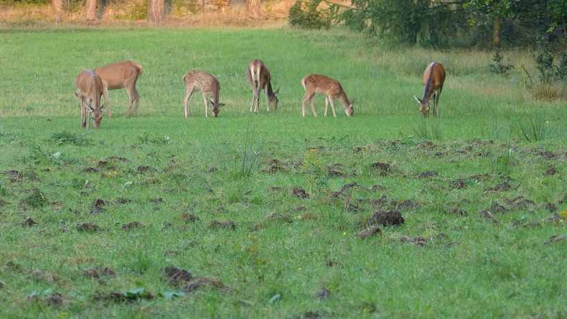Herten, Zwijnen by Gijs van Veldhuizen