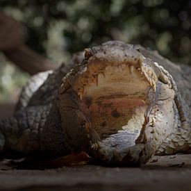 A watchful crocodile sur Denise Mol
