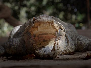 A watchful crocodile by Denise Mol