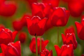 Tulip Red von Klaas Boonstra