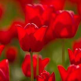 Tulip Red von Klaas Boonstra