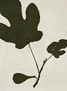 Fig Branch by Adriano Oliveira thumbnail