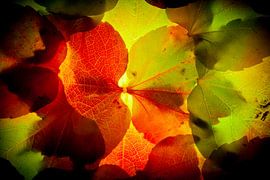 Herbstblätter 16 von Henk Leijen