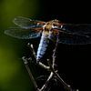 Dragon fly van Annemie Lauvenberg