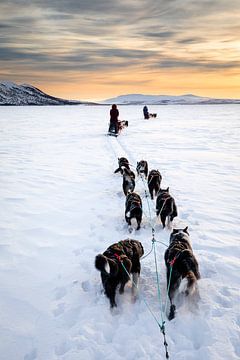 Husky sledeteams over bevroren meer met zonsondergang