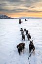 Husky sledeteams over bevroren meer met zonsondergang van Martijn Smeets thumbnail