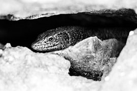 Madeira lizard on volcanic rock #1 by Charlotte Hagg