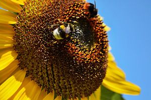 Sonnenblume