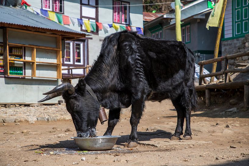Yak Yak by Ton Tolboom