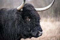 Portret van een Schotse Hooglander in natuurlijke kleuren