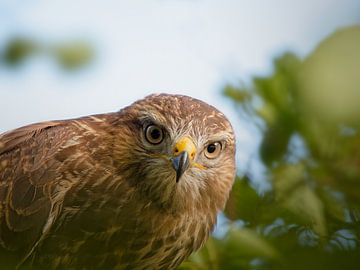 Buzzard, close-up portrait 1. Eyes on you.