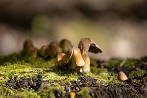 Pilze im Wald von Maxwell Pels