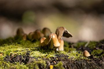 Mushrooms in the forest by Maxwell Pels
