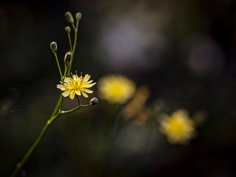 Onkruid van Rob Boon