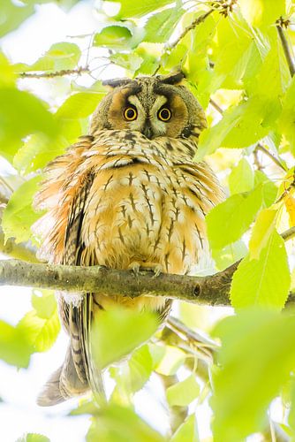 Un hibou moyen-duc en automne