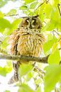 Een ransuil in de herfst van Danny Slijfer Natuurfotografie thumbnail