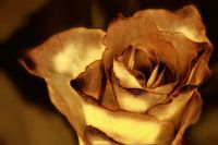 Rose in Gold