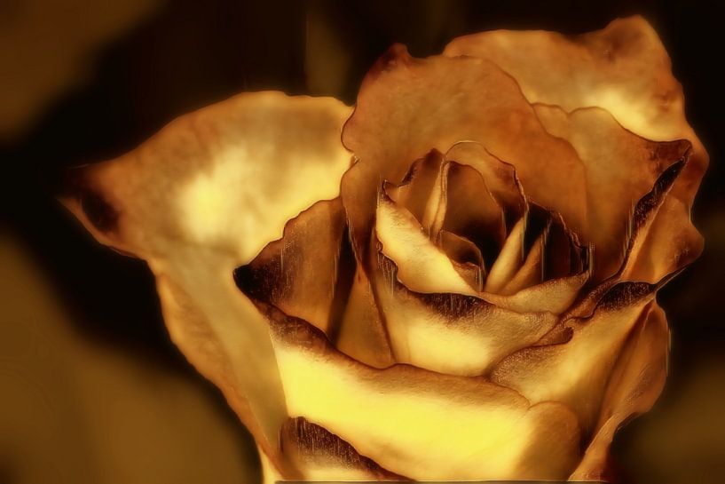 Rose in Gold by Nick Holland