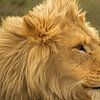 Leeuw #pantheraafrica von Minie Drost