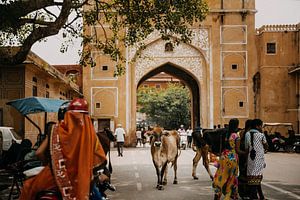 Kuh mitten auf der Straße, eine typische Straßenszene in Indien