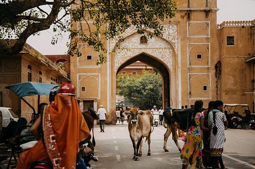 Koe midden op de weg, een typisch straatbeeld in India