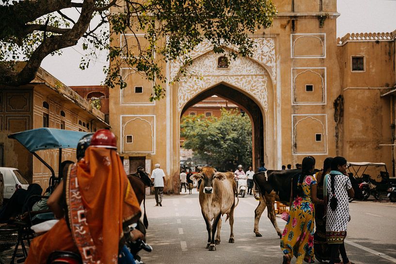 Koe midden op de weg, een typisch straatbeeld in India van Yvette Baur