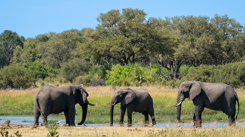 Elephants on the kwai river by Johannes Jongsma
