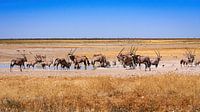 Oryx antelopes in Namibia by Roland Brack thumbnail
