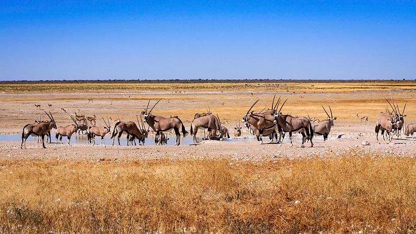 Oryx Antilopen in Namibia von Roland Brack