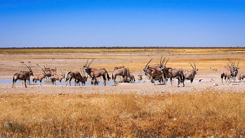 Oryx antelopes in Namibia by Roland Brack