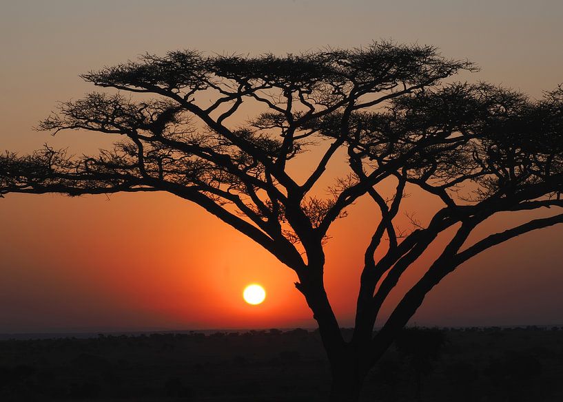 Acacia boom bij zonsopgang in de Serengeti van Aagje de Jong