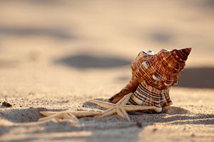 Lichte en schaduw shell op het strand van Tanja Riedel