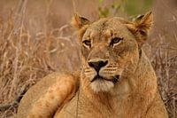 Leeuwin liggend bij Bayala Private Safari in Hluhluwe Zuid Afrik