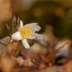 Image d'ambiance avec anémone des bois en fleur sur KCleBlanc Photography