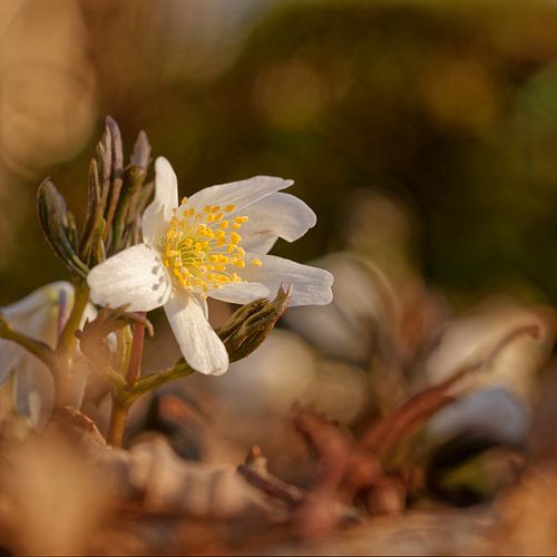 Image d'ambiance avec anémone des bois en fleur
