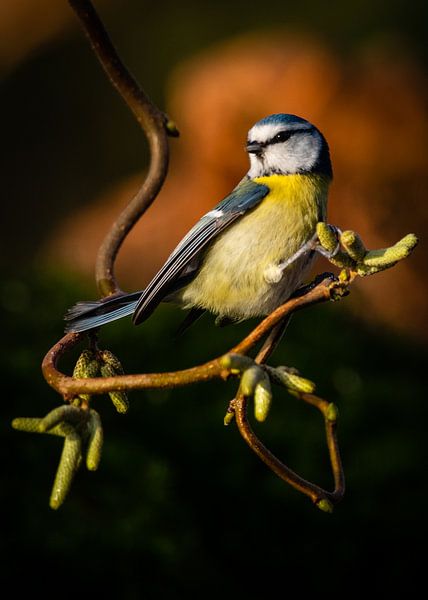 Blue tit in the spotlight by Ard Jan Grimbergen