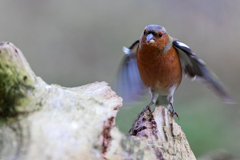 Chaffinch by Rolf Pötsch