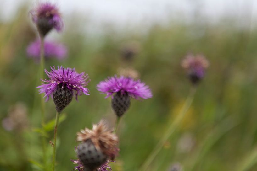 Bloemen par Van Renselaar Fotografie