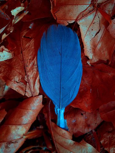 Blaue Feder