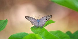 Vlinder, Indonesië - Junonia atlites van Maarten Heckman natuurfotografie