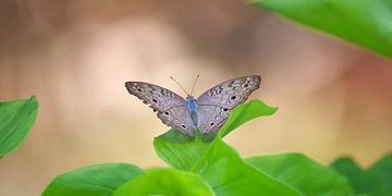 Vlinder, Indonesië - Junonia atlites van Maarten Heckman natuurfotografie