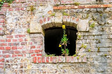 New life on old wall by Martin Stevens
