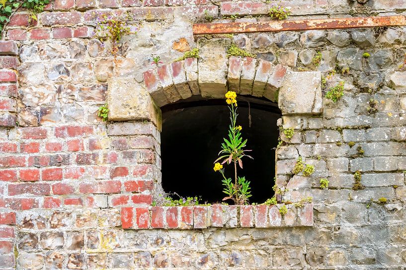 Une nouvelle vie sur un vieux mur par Martin Stevens