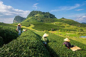 Theevelden in Moc Chau, Vietnam van Antwan Janssen